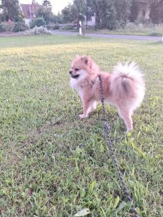 Zweck spitz