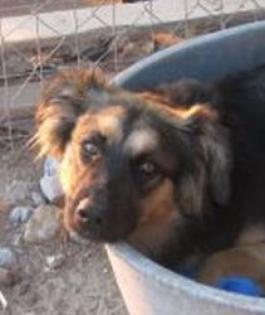 Abby. ein Körbchen in einem Haufen Schutt ist alles, was sie hat