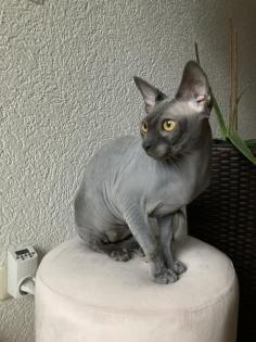 Sphynx Deckkater Lays