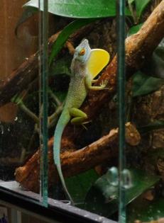Anolis marmoratus, bimaculatus, wattsi, oculatus, desiradei, terraealtae und and