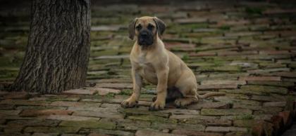PRESA CANARIO WELPEN