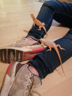 2x 8 Monate junge 1x 3jl jährige Bartagamen