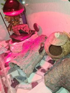 3 Leopardengeckos mit komplettset Terrarium.