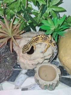 3 Leopardengeckos mit komplettset Terrarium.
