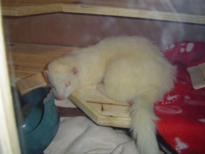 11 Monate altes Albino-männchen abzugeben