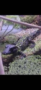 Paleosuchus Trigonatus