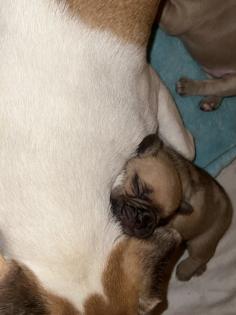 Französische Bulldogge mit Papiere