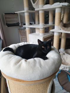 Britisch Kurzhaar Mix Kitten