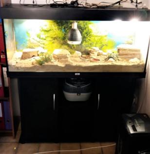 Halsbandleguan Pärchen in liebevolles Zuhause abzugeben.