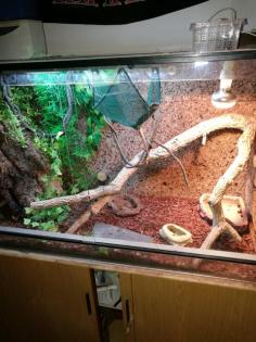 Dornschwanzleguan