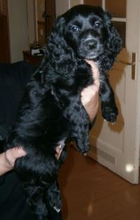Cocker Spaniel Welpen