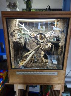 Madagaskar Taggecko inkl. Terrarium
