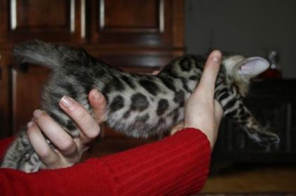 Wunderschöne Reinrassige Bengalkatzen SRV-TICA