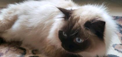 Zwei Heilige Birma Kater