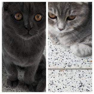 BKH mix suchen eine neue Familie.