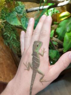 Grüne Wasseragame