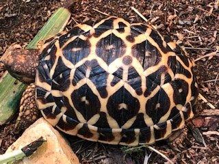 Sternschildkröten NZ 2021 Geochelone elegans