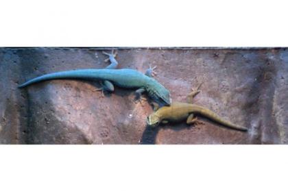 1, 1 Pärchen Lygodactylus Williamsi
