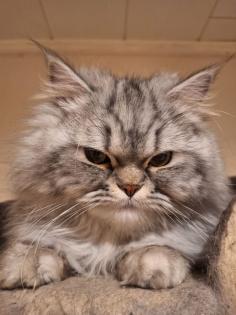 Liebevoller Perser Main-Coon Kater Mix Simba