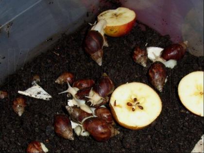 Achatina fulica WHITE JADE Körperalbinos