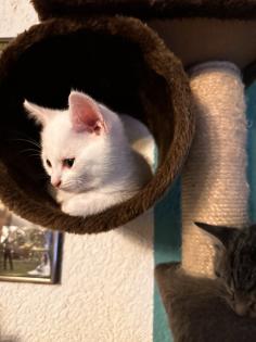 6 kleine Kitten weiß und getigert suchen ein liebevolles zu Hause