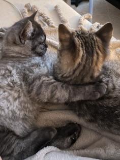 Zwei Kitten suchen ein tolles zuhause