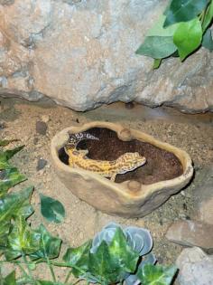 Leopardgecko Mädels