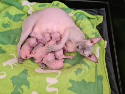 Elf Sphynx Stammbaum blau Augen