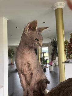 Sphinx Dame super lieb