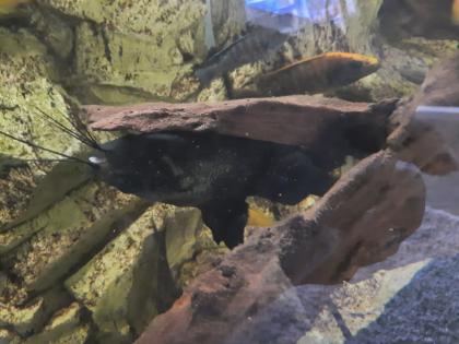 Barsche, Prachtschmerlen und Schildkröte zu verschenken