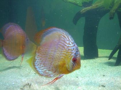 Diskusfische