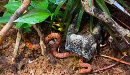 0, 1 Pantherophis guttatus