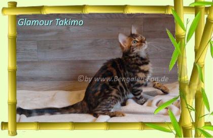 Cahsmere Bengal Kater sehr lieb pfiffig Evtl. sogar mit Zuchtfreigabe