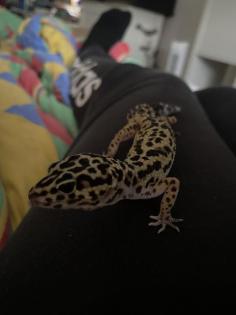 2 Leopardgecko Weibchen Terrarium