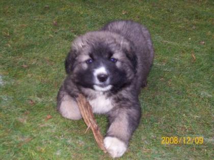 Kaukasischer Schäferhund