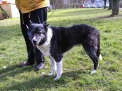 Teddy sucht neues zu hause