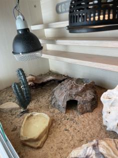 Leopardgecko Giant Albino männlich ausgewachsen