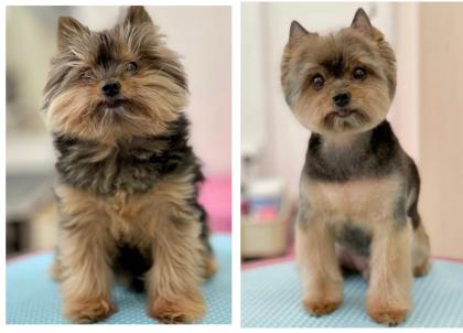 Hundefriseur, Groomer