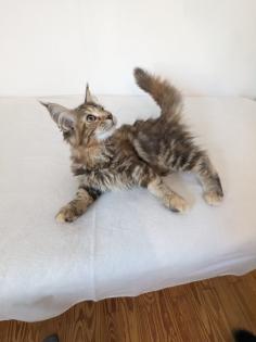 Maine Coon Kitten, sofort abgabereit