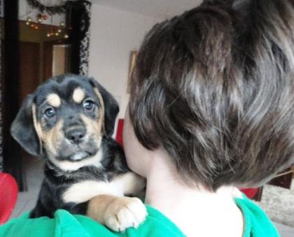 Wunderschöne BEagle Mischlingwelpen, Mischlingswelpe