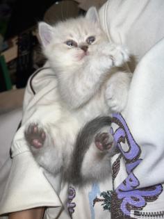 BKH Kitten Weibchen