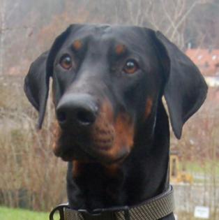 STARSKY - WOHNUNGSRÄUMUNG - ENDPLATZ GESUCHT - Dobermann, männlich, 1 Jahr, 72 cm, 40 kg, Gec