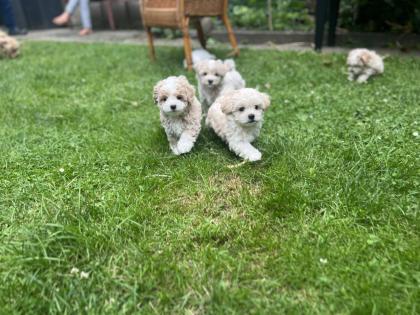 Süße Maltipoo Welpen