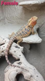 Bartagame mit Terrarium / Terrarium / Bartagame