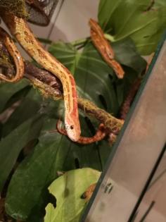 2 Kornnattern mit Terrarium