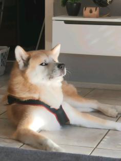Akita inu Rüde hund
