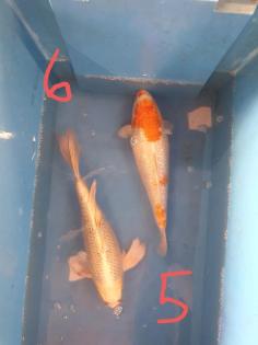 Koi Koikarpfen