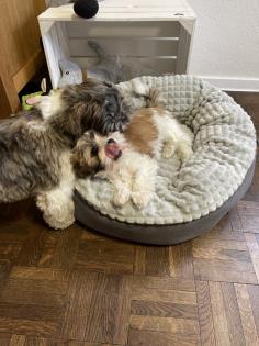 Süße cavalier- Shihtzu welpen/ CavaTzu abzugeben
