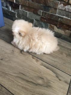 Pomerania/Zwergspitz