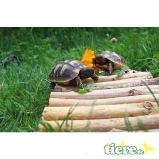 Griechische Landschildkröten Berlin
